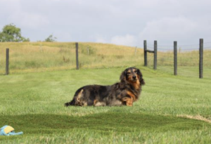 Heartland's Deisal